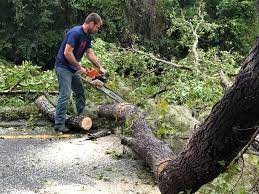 Best Palm Tree Trimming  in Montgomery, TX