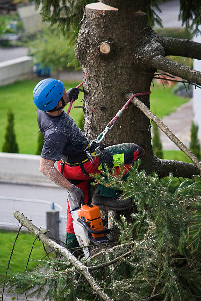 Best Tree Cabling and Bracing  in Montgomery, TX