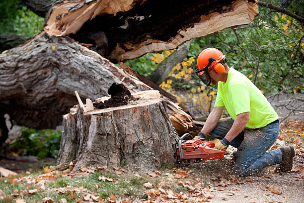 Best Firewood Processing and Delivery  in Montgomery, TX