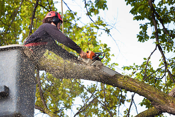 Reliable Montgomery, TX  Tree Services Solutions